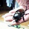 家で生まれたカブトのマガリ君