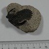 Hollardops mesocristata