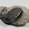 Hollardops mesocristata