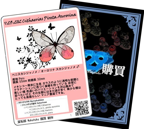 オーロリナスカシジャノメ 蝶標本