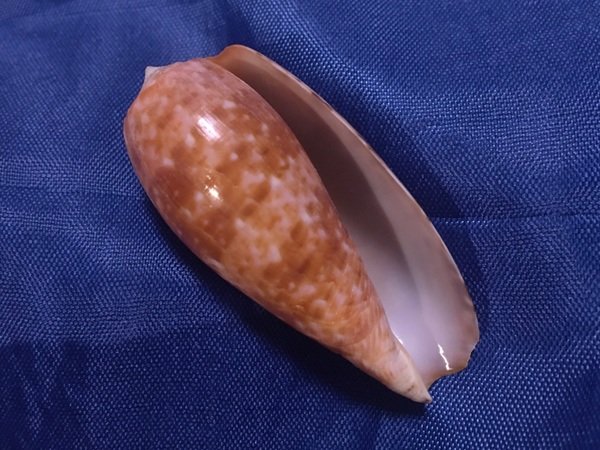 2024年春の ナツメイモ[01] | Wiaximaminashi Museum | MUUSEO 389639 その他