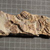 Ellipsocephalus hoffi