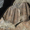 Ellipsocephalus hoffi
