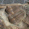 Ellipsocephalus hoffi