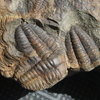 Ellipsocephalus hoffi