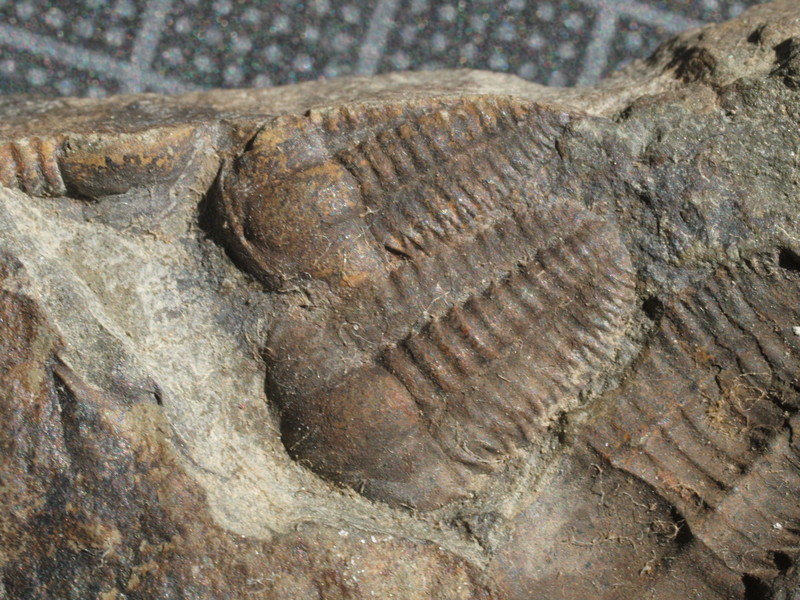 Ellipsocephalus hoffi