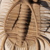 Boedaspis ensifer