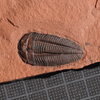 Menomonia sahratiani