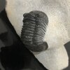 Belenopyge(Lobopyge) branikensis & Paralejurus rehamnanus