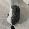 Belenopyge(Lobopyge) branikensis & Paralejurus rehamnanus