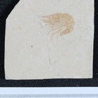 Carpoponaeus callirostris