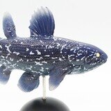 シーラカンス 【COLORATA】 | ksynceo009 Museum | MUUSEO 704229