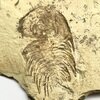 「喰」Elliptocephala の頬