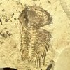 「喰」Elliptocephala の頬