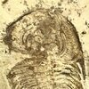 「喰」Elliptocephala の頬