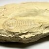 Redlichia with hypostome and tail