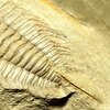 Redlichia with hypostome and tail