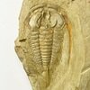 Redlichia with hypostome and tail
