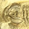 Redlichia with hypostome and tail