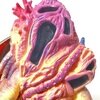 ウルトラ怪獣シリーズN6 フィンディッシュタイプビースト クトゥーラ