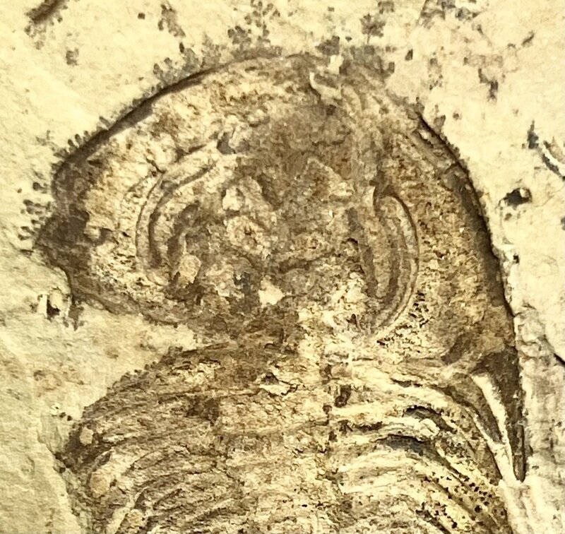 「喰」Elliptocephala の頬