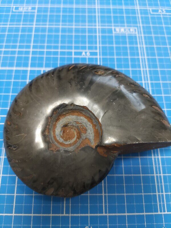 【希少！！】 Ammonite Noire 1065233 MUUSEO | Museum trilo_moto | その他
