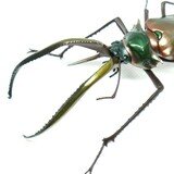 美麗大型個体 グラントチリクワガタ （ここがヘンだよチリクワ）