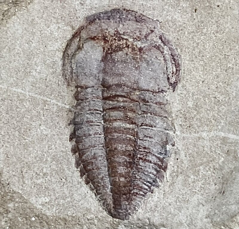 Yunnanocephalus ×2