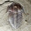 Wutingaspis