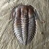 Wutingaspis