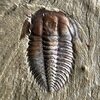 Wutingaspis