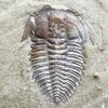 Wutingaspis