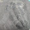 Paraszechuanella sp.