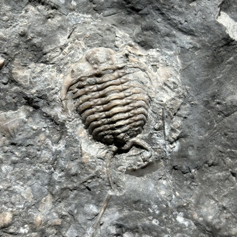 Ceraurus plattinensis