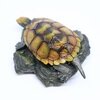 イシガメ  【ミニコレクション】