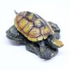 イシガメ  【ミニコレクション】