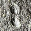 Trinodus