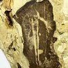 Hedinaspis shengi 大小