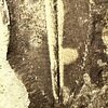 Hedinaspis shengi 大小