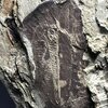 Hedinaspis shengi 大小