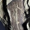 Hedinaspis shengi 大小