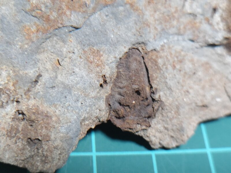 Phillipsia omolensis 2