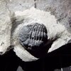 Viaphacops bombifrons / Phacops cristata bombifrons