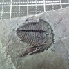 Orygmaspis contracta