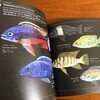 熱帯魚なイラスト本