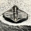 Ampyx gongwusuensis