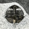 Ampyx gongwusuensis
