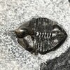 Ampyx gongwusuensis