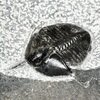 Ampyx gongwusuensis