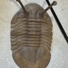 Asaphus kowalewskii